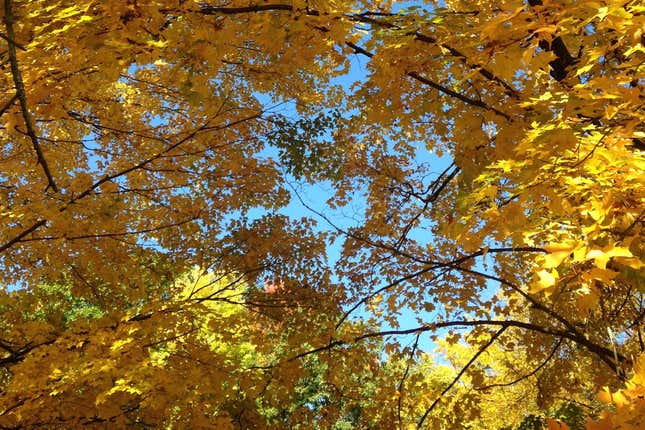 Image for article titled Quartzy: the August vs. autumn edition