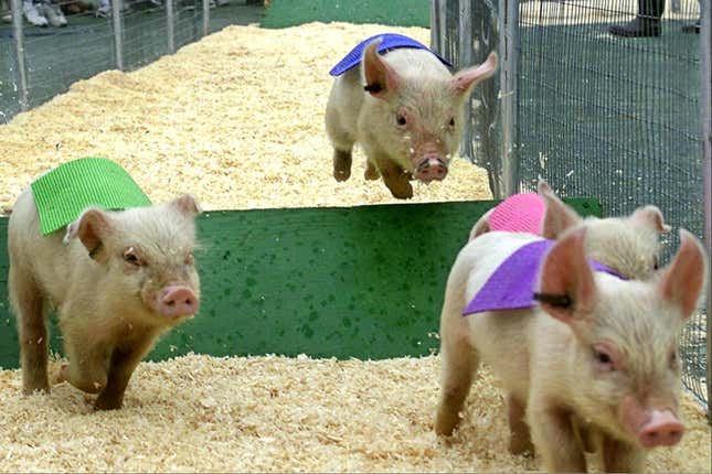 Image for article titled When pigs fly to China: The dark side of importing “high-quality” American pork