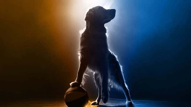 Image for article titled The 15th Air Bud Film Is Coming, And There&#39;s Nothing You Can Do To Stop It