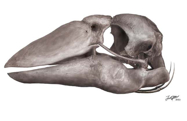 A reconstruction of Genyornis' skull.