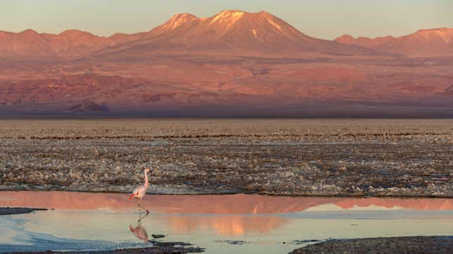 A flamingo wanders in a brine pond in the Atacama.