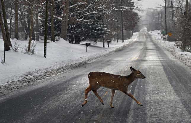 Image for article titled 10 states with the worst deer problems in America