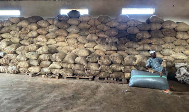 A man sits on a bag of cocoa at the Kadet Agro Allied Investment Ltd. warehouse inside the conservation zone of the Omo Forest Reserve in Nigeria, Monday, Oct. 23, 2023. Farmers, buyers and others say cocoa heads from deforested areas of the protected reserve to companies that supply some of the world’s biggest chocolate makers. (AP Photo/Sunday Alamba)