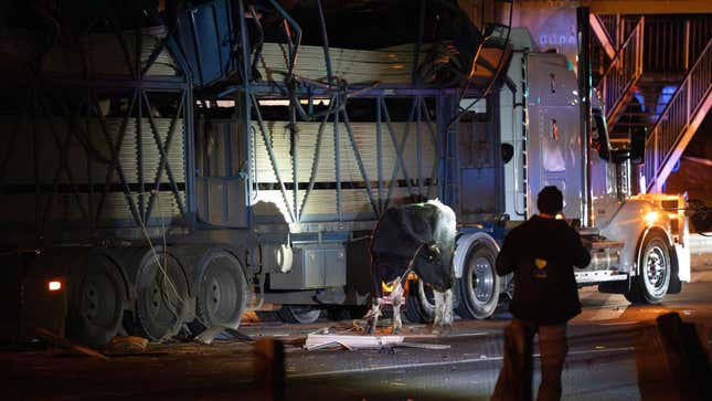 A photo of a cow stood next to a crashed truck. 