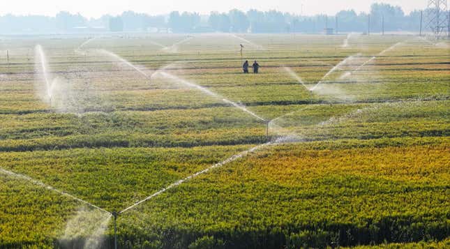 Image de l'article intitulé Les problèmes d’eau menacent les cultures mondiales et la situation s’aggrave