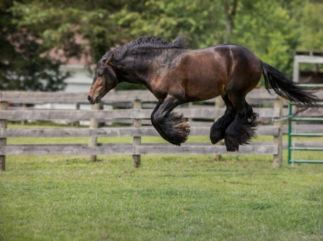 A horse jumping, with all fours in the air.
