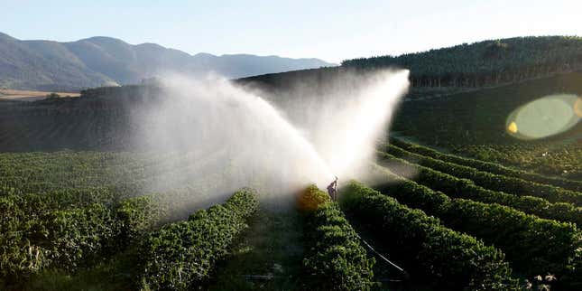 Three-year-old coffee trees are irrigated in a farm in Santo Antonio do Jardim February 7, 2014. In Brazil&#039;s coffee belt, frost has long been the biggest risk for farmers and commodities traders alike. But after years of migration to warmer confines, farmers here now find themselves scrambling to overcome a unusual threat: blistering heat. January was the hottest and driest month on record in much of southeastern Brazil, punishing crops in the country&#039;s agricultural heartland and sending commodities prices sharply higher in global markets.