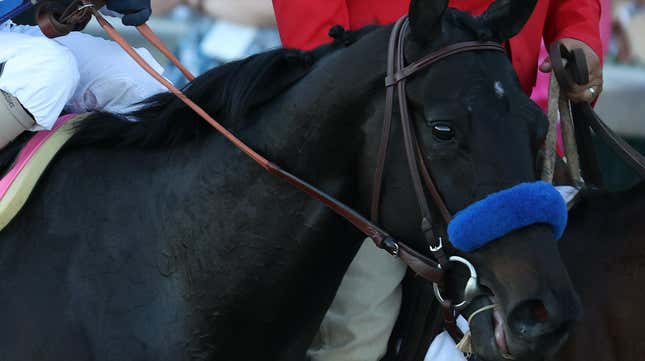 Image for article titled JEZEBEL EXCLUSIVE: Kentucky Derby Winner Medina Spirit Responds to Doping Reports