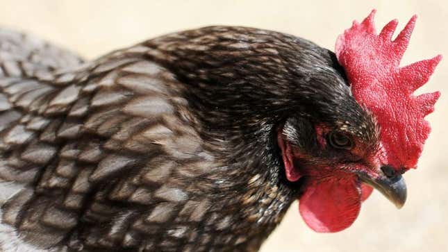 A very disappointed-looking rooster, his brown head and red comb hanging low in shame
