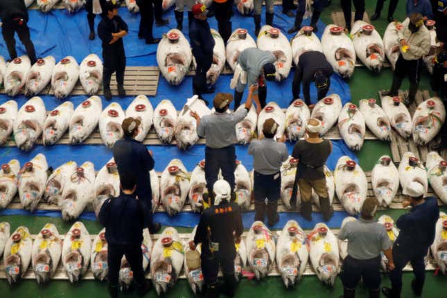 The first tuna auction underway at Toyosu.