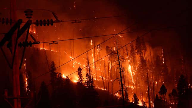 Pine trees burn on a hillside at the Dixie Fire, in Twain, California on July 26, 2021.