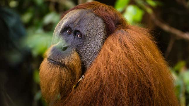 A photo of an unidentified Sumatran orangutan.