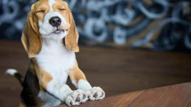 Dog with paws on restaurant table begging for food