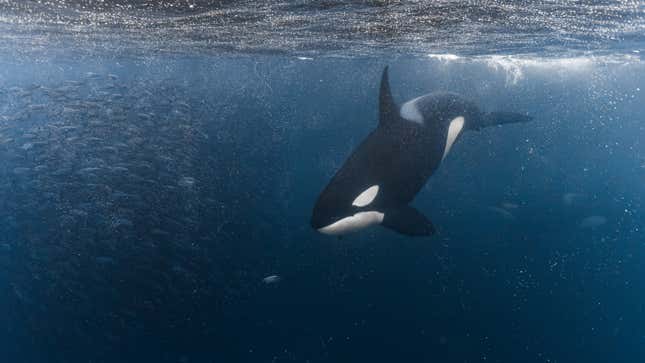 A photo of a killer whale swimming in the sea. 