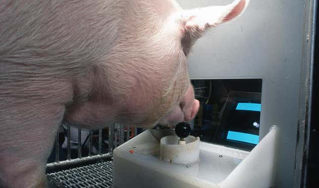 A hairy, pink pig holds its mouth over a joystick while looking at a computer screen.