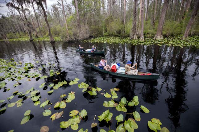 FILE - A group of visitors return to Stephen C. Foster State Park after an overnight camping trip on the Red Trail in the Okefenokee National Wildlife Refuge, April 6, 2022, in Fargo, Ga. Twin Pines Minerals, the company seeking permits to mine minerals near the edge of the Okefenokee Swamp and its vast wildlife refuge, agreed Tuesday, Jan. 23, 2024, to pay a $20,000 fine to Georgia environmental regulators, who say the company violated state laws while collecting soil samples for its permit application. (AP Photo/Stephen B. Morton, File)