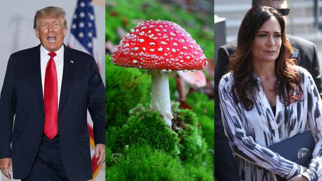 Donald Trump Wanted Confirmation That His Dick Doesn't Look Like A Toadstool