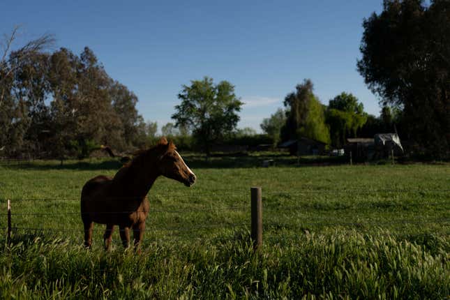 FILE - A horse stands in the yard of a home near the Kings River in the Island district of Lemoore, Calif., on April 20, 2023. California officials on Thursday, Oct. 12, 2023, moved toward stepping in to help manage a groundwater basin in the heart of the state&#39;s farm country after they said local agencies failed to draft a plan to adequately sustain the resource in years to come. (AP Photo/Jae C. Hong, File)