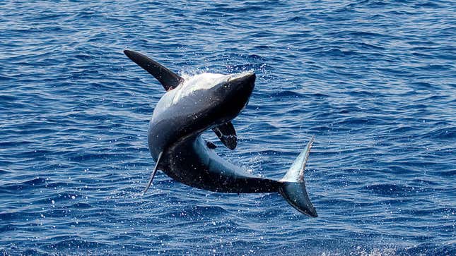 A shortfin mako jumps out of the water.