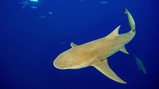A lemon shark.
