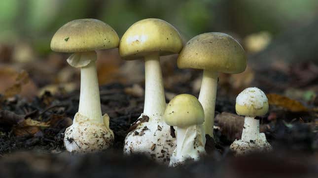 Death cap mushrooms (Amanita phalloides).