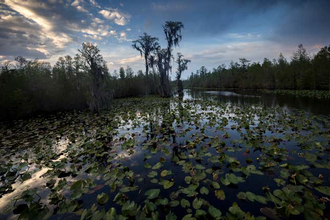 okefenokee national wildlife refuge directions        
        <figure class=