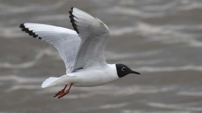 Image for article titled You'll Have to Learn New Names for These American Birds