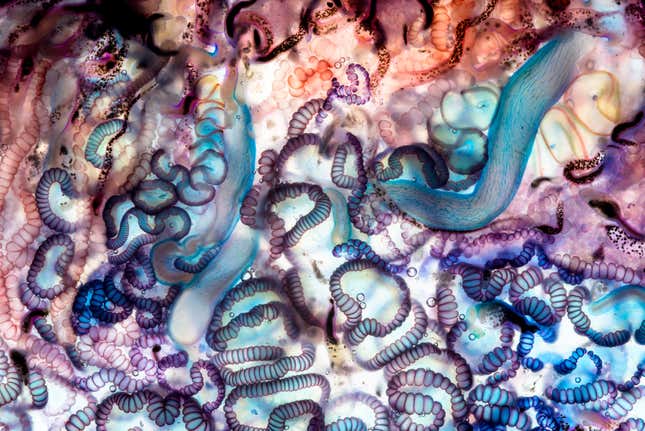 Zooids: Faces of Tiny Warriors