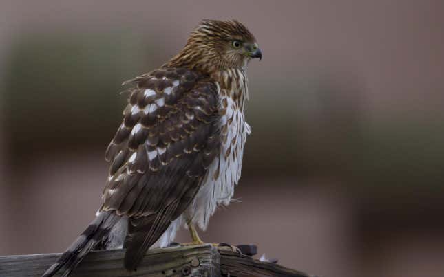 A juvenile Cooper's hawk, which will soon be renamed.