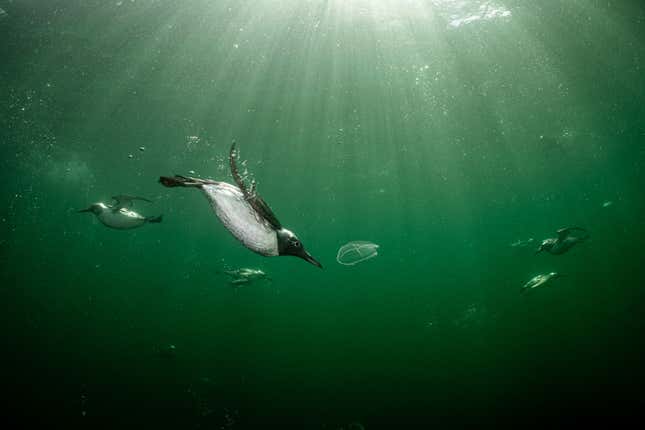Common murres diving in a Scottish marine preserve.