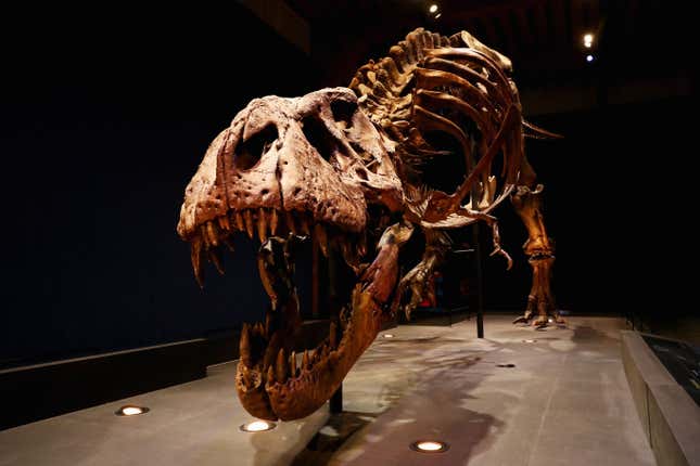 A T. rex skeleton at the Natural History Museum of Leiden.