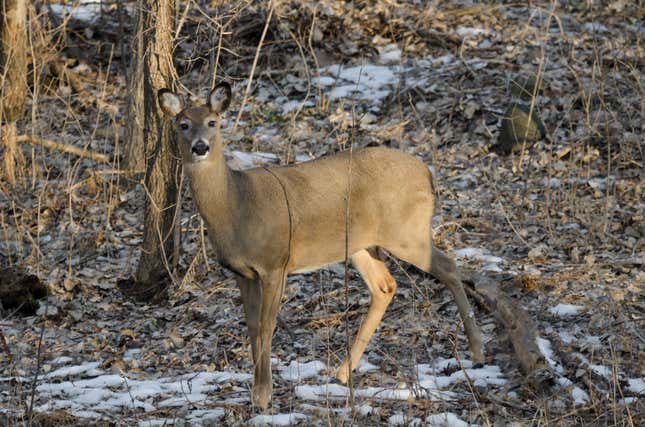 Image for article titled 10 states with the worst deer problems in America