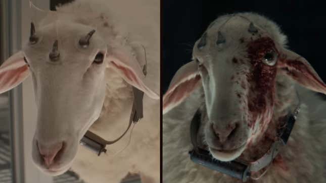 Deux photos de la même chèvre, plutôt en mauvais état dans la seconde.