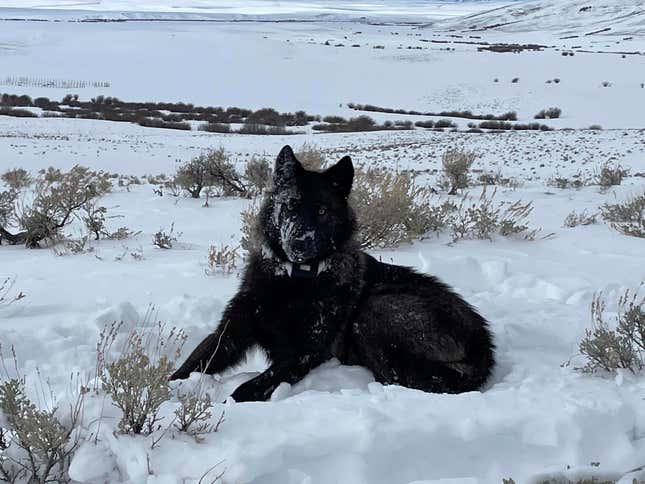 A female wolf pup is seen in North Park, Colo, in this February 2022 photograph. A handful of the predators have wandered into Colorado from Wyoming in recent years. ( Eric Odell/Colorado Parks and Wildlife via AP)