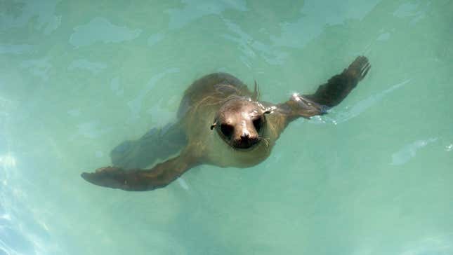 A sea lion pup swims in its enclosure after being rescued at the Pacific Marine Mammal Center in Laguna Beach, California March 17, 2015. Animal rescue centers in California are being inundated with stranded, starving sea lion pups, raising the possibility that the facilities could soon be overwhelmed, the federal agency coordinating the rescue said. REUTERS/Mario Anzuoni