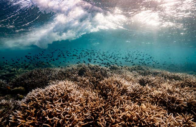 Image for article titled New Award-Winning Nature Photos Showcase Beauty and Chaos