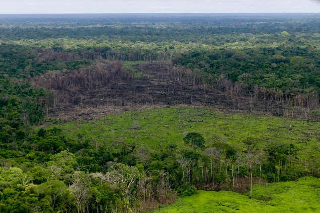 Image for article titled The Race to Zero Emissions: thousands of jobs, millions of trees, billions of dollars