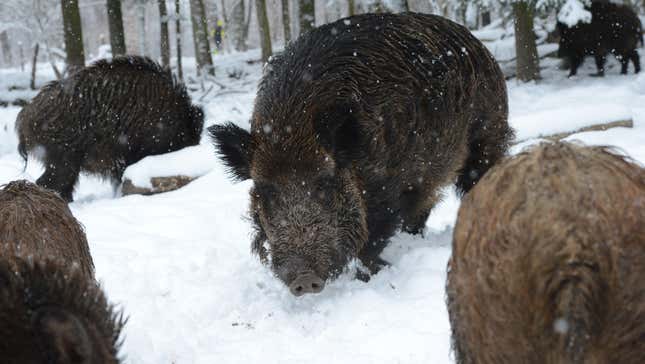 Wild boars photographed in the winter around the city of Stuttgart, Germany.