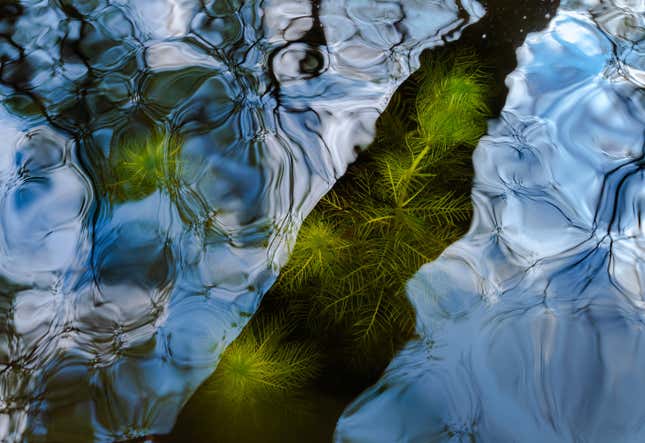 Image for article titled See Nature Way Up-Close in These Award-Winning Photographs