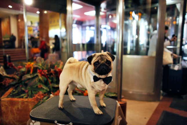 These days the celebrity visitors to the Hotel Pennsylvania are contestants in the Westminster Dog Show.