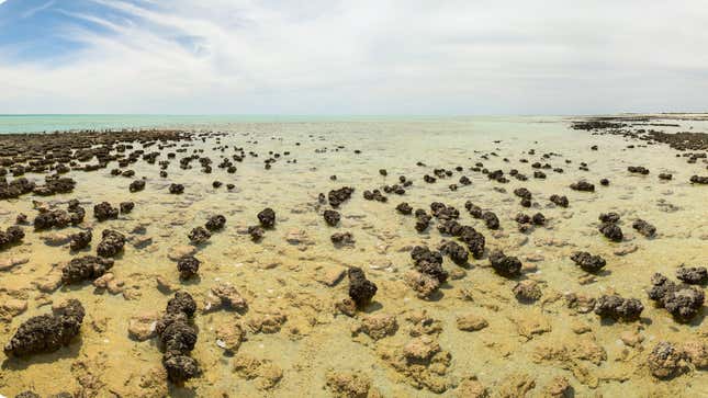 الستروماتوليت في خليج القرش بغرب أستراليا.