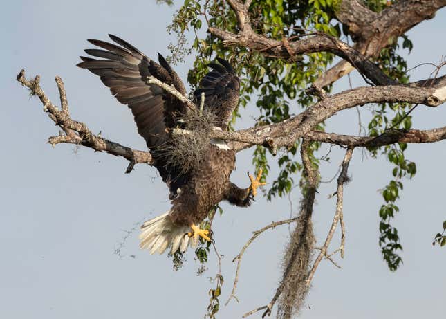 A bald eagle collides headfirst with a tree branch.