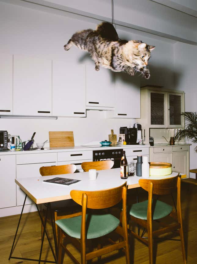 Image for article titled What cats do when we’re not watching