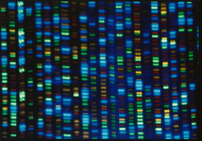 FILE - This undated image made available by the National Human Genome Research Institute shows the output from a DNA sequencer. Scientists are setting out to collect genetic material from 500,000 people of African ancestry to create what they believe will be the world’s largest database of genomic information from the population. (NHGRI via AP, File)