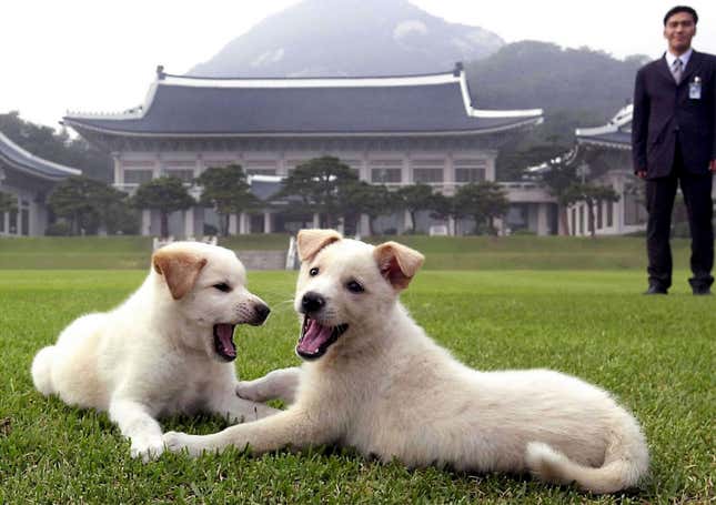 Very good dogs.