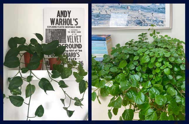 Image for article titled Swedish ivy: A presidential plant