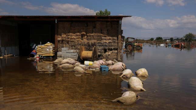 Agriculture will take years to recover from ravaged lands and drowned livestock.