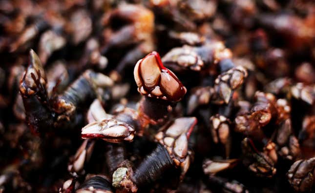 Goose barnacles.