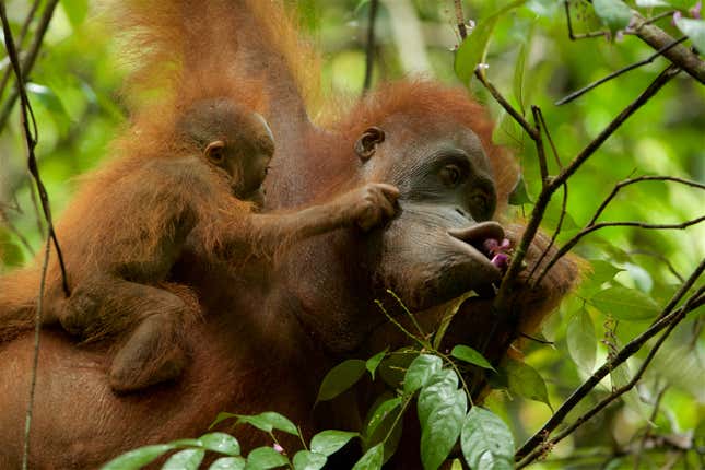 Young orangutans stay with their mothers for more than ten years. Laman spent three weeks following this Bornean orangutan and her baby in Gunung Palung National Park, West Kalimantan.