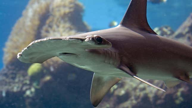 A hammerhead shark.